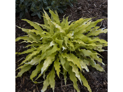 Hosta 
